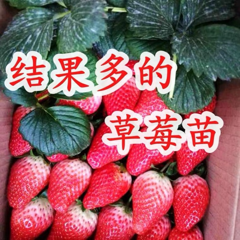 草莓苗奶油草莓苗白雪公主草莓四季草莓苗