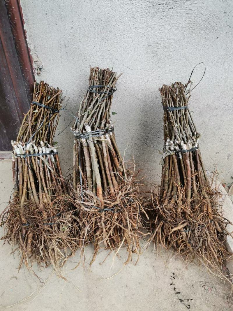 枣树苗50~80cm