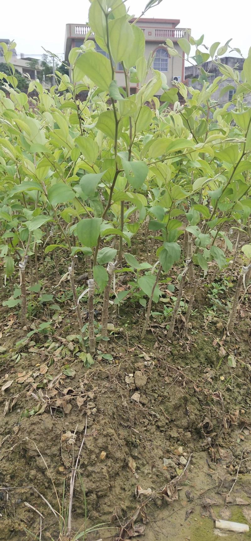 枣树苗50~80cm