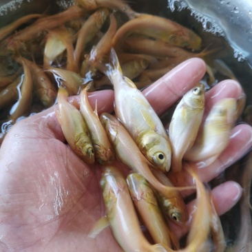 黄金大头鱼苗，黄金花鲢，生长速度快