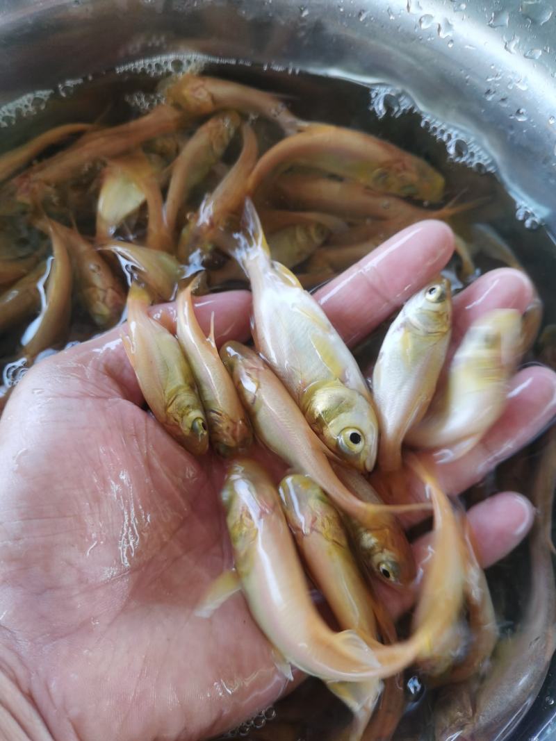 黄金大头鱼苗，黄金花鲢，生长速度快