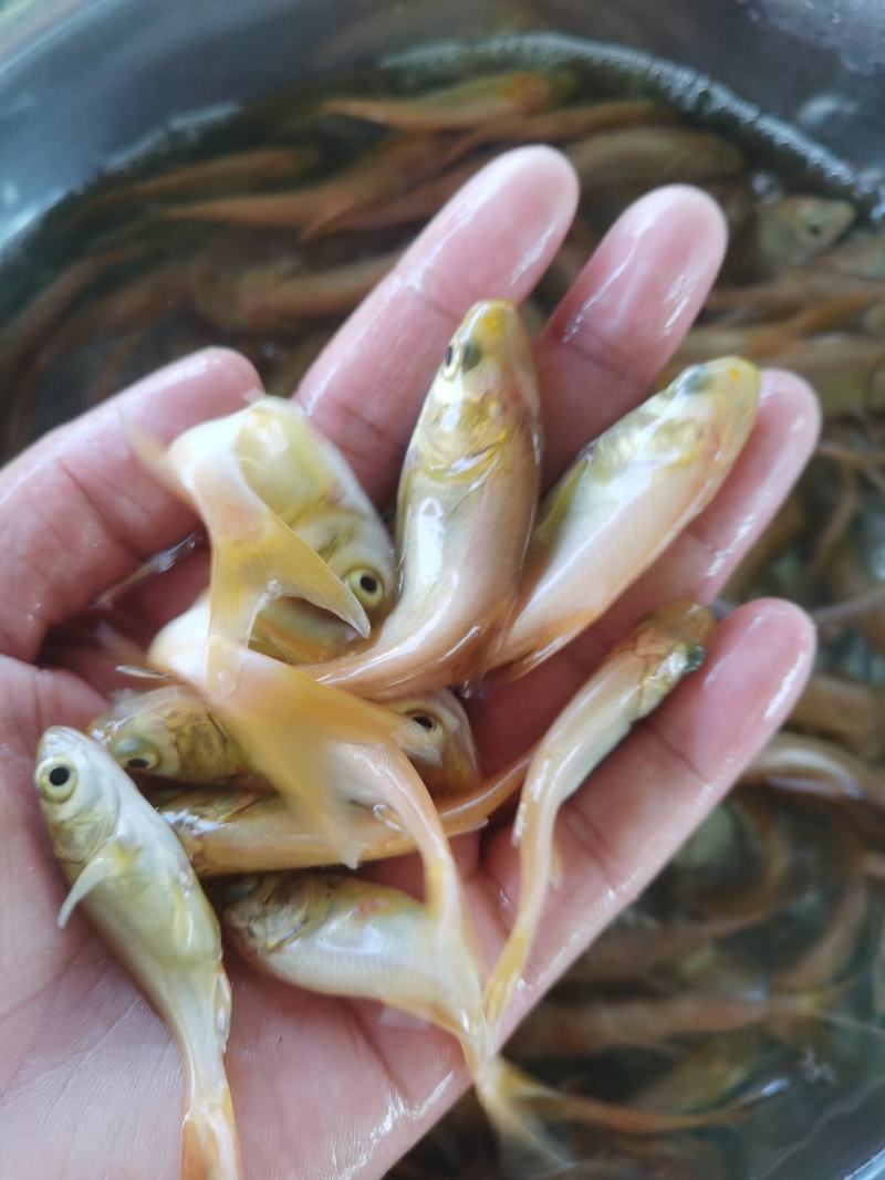 黄金大头鱼苗，黄金花鲢，生长速度快