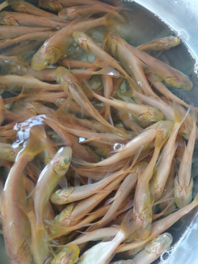 黄金大头鱼苗，黄金花鲢，生长速度快