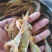 黄金大头鱼苗，黄金花鲢，生长速度快