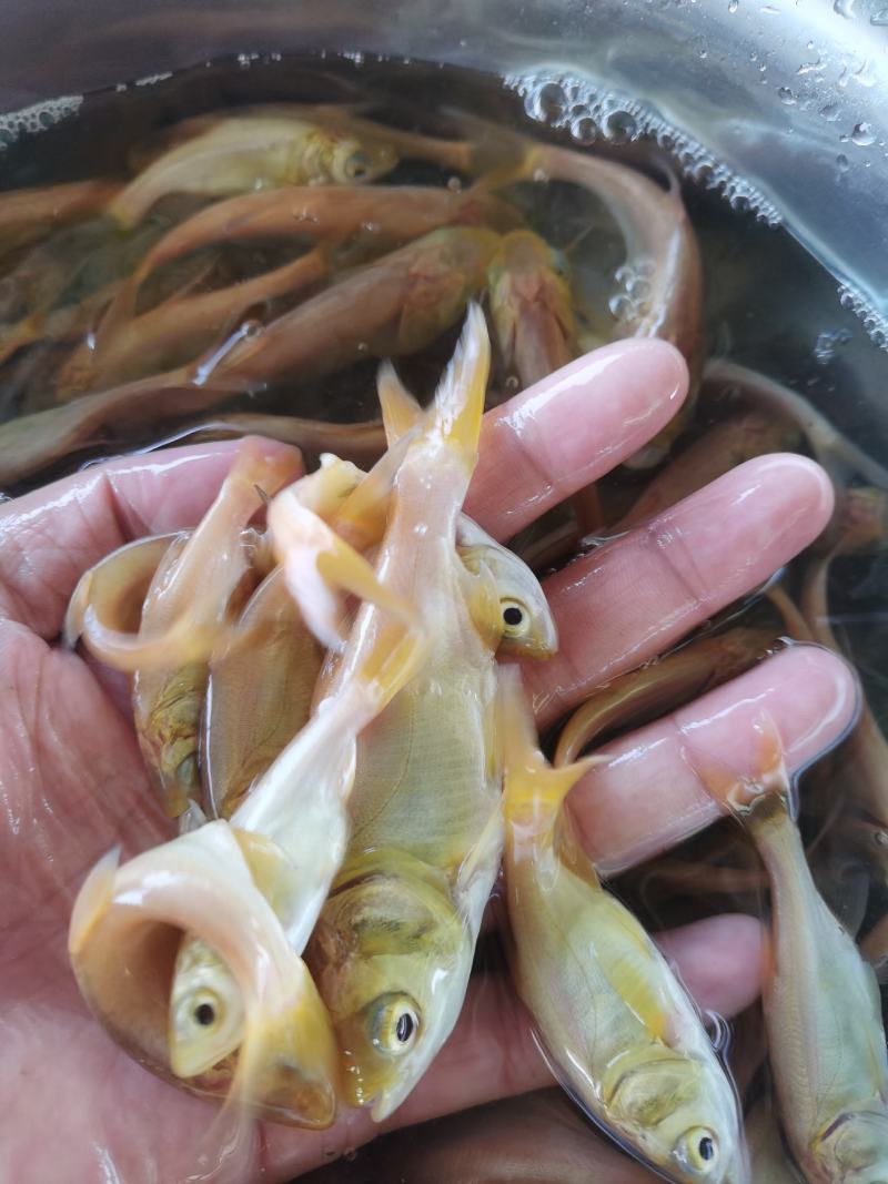 黄金大头鱼苗，黄金花鲢，生长速度快