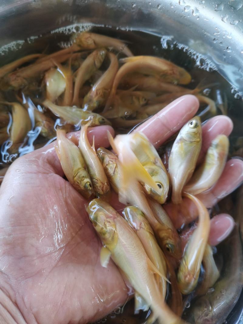 黄金大头鱼苗，黄金花鲢，生长速度快