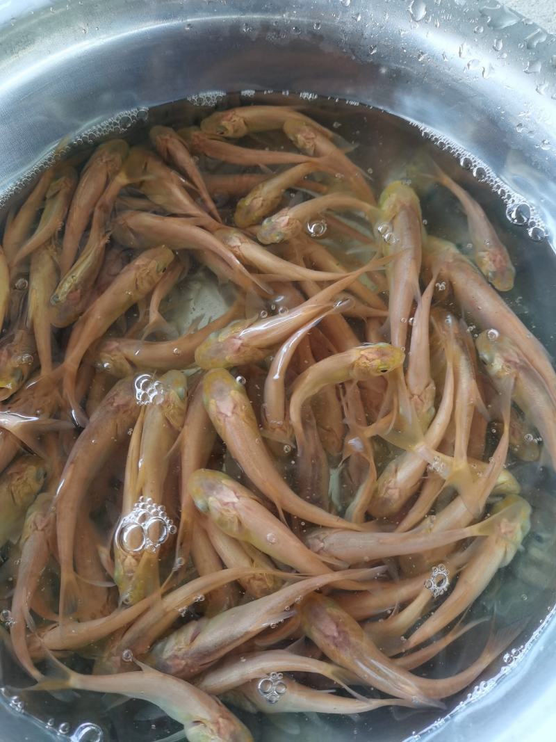 黄金大头鱼苗，黄金花鲢，生长速度快