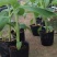 香蕉树苗南方四季苹果蕉红皮矮化芭蕉抗寒室内盆栽种植水果树