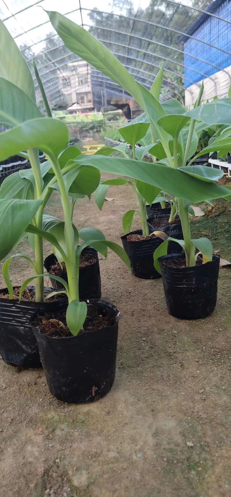 香蕉树苗南方四季苹果蕉红皮矮化芭蕉抗寒室内盆栽种植水果树