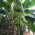 香蕉树苗南方四季苹果蕉红皮矮化芭蕉抗寒室内盆栽种植水果树