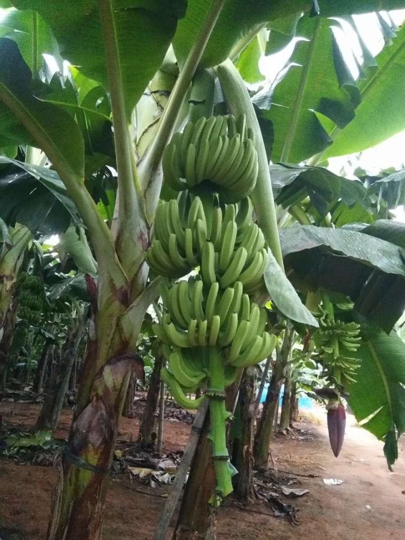 香蕉树苗南方四季苹果蕉红皮矮化芭蕉抗寒室内盆栽种植水果树