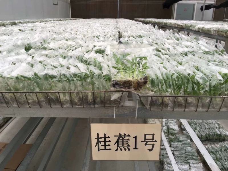 香蕉树苗南方四季苹果蕉红皮矮化芭蕉抗寒室内盆栽种植水果树