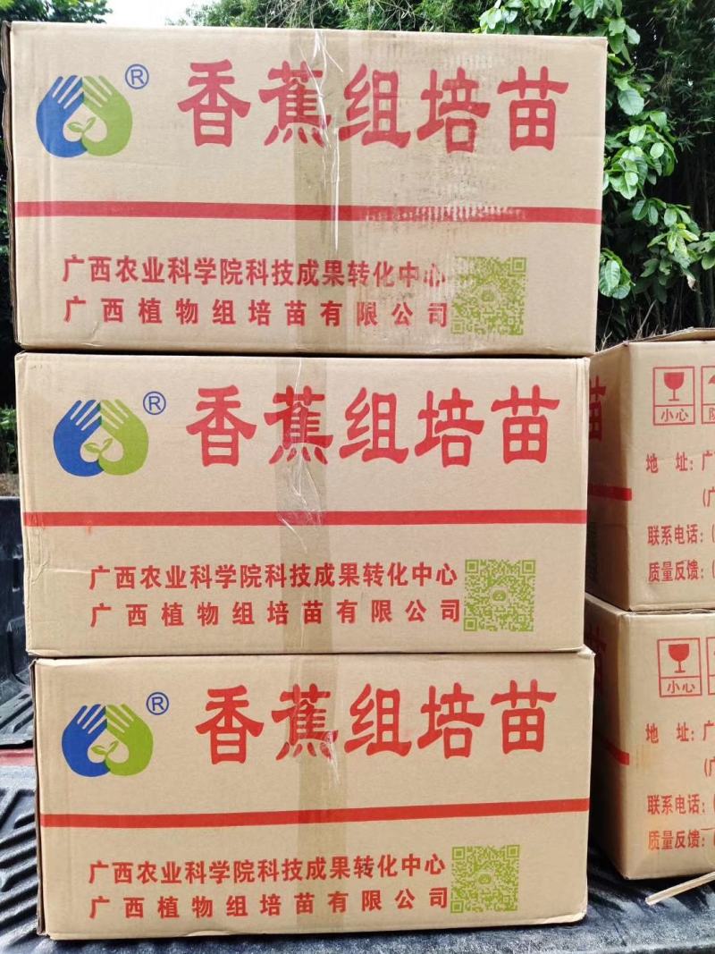 香蕉树苗南方四季苹果蕉红皮矮化芭蕉抗寒室内盆栽种植水果树