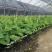 香蕉树苗南方四季苹果蕉红皮矮化芭蕉抗寒室内盆栽种植水果树