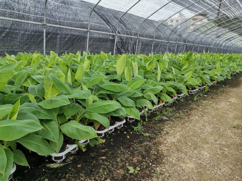 香蕉树苗南方四季苹果蕉红皮矮化芭蕉抗寒室内盆栽种植水果树