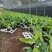 香蕉树苗南方四季苹果蕉红皮矮化芭蕉抗寒室内盆栽种植水果树