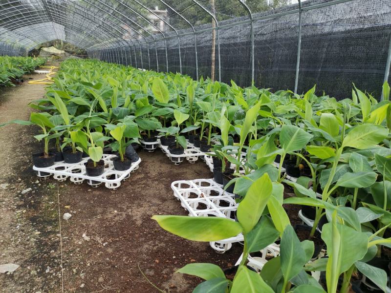 香蕉树苗南方四季苹果蕉红皮矮化芭蕉抗寒室内盆栽种植水果树