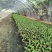 香蕉树苗南方四季苹果蕉红皮矮化芭蕉抗寒室内盆栽种植水果树