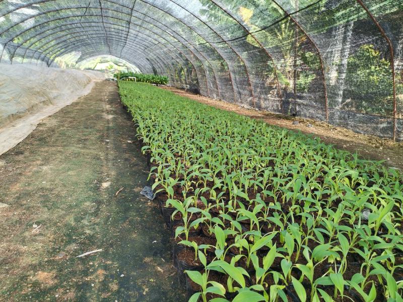香蕉树苗南方四季苹果蕉红皮矮化芭蕉抗寒室内盆栽种植水果树