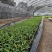 香蕉树苗南方四季苹果蕉红皮矮化芭蕉抗寒室内盆栽种植水果树
