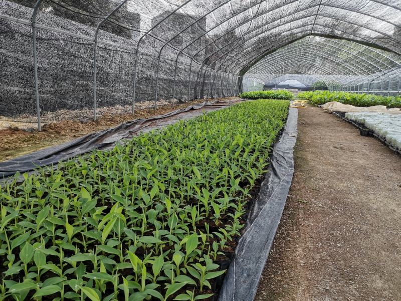 香蕉树苗南方四季苹果蕉红皮矮化芭蕉抗寒室内盆栽种植水果树
