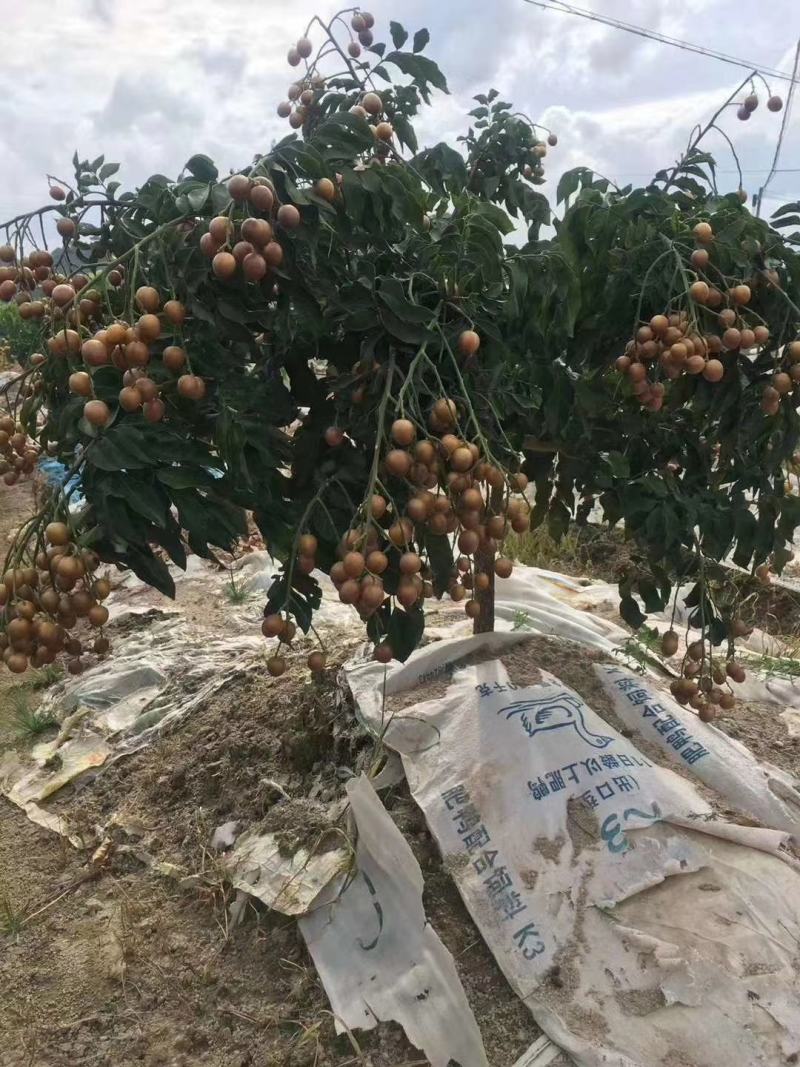 广西嫁接黄皮果树苗无核鸡心黄皮树苗黑黄皮冰糖黄皮果苗盆栽