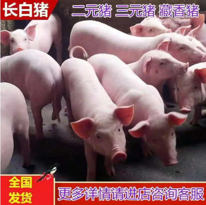 湖南大型养殖场优良三元仔猪防疫到位专业运输车送货