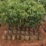 荔枝树苗桂味妃子笑无核荔枝嫁接苗盆栽地载南方种植当年结果