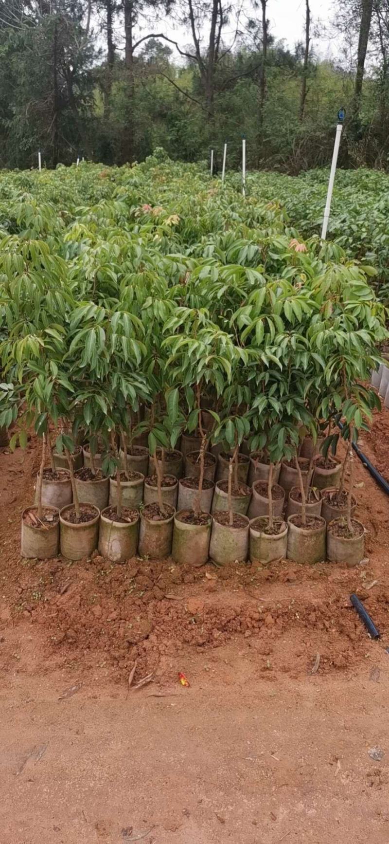 荔枝树苗桂味妃子笑无核荔枝嫁接苗盆栽地载南方种植当年结果