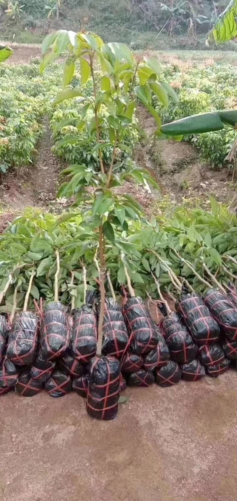 荔枝树苗桂味妃子笑无核荔枝嫁接苗盆栽地载南方种植当年结果