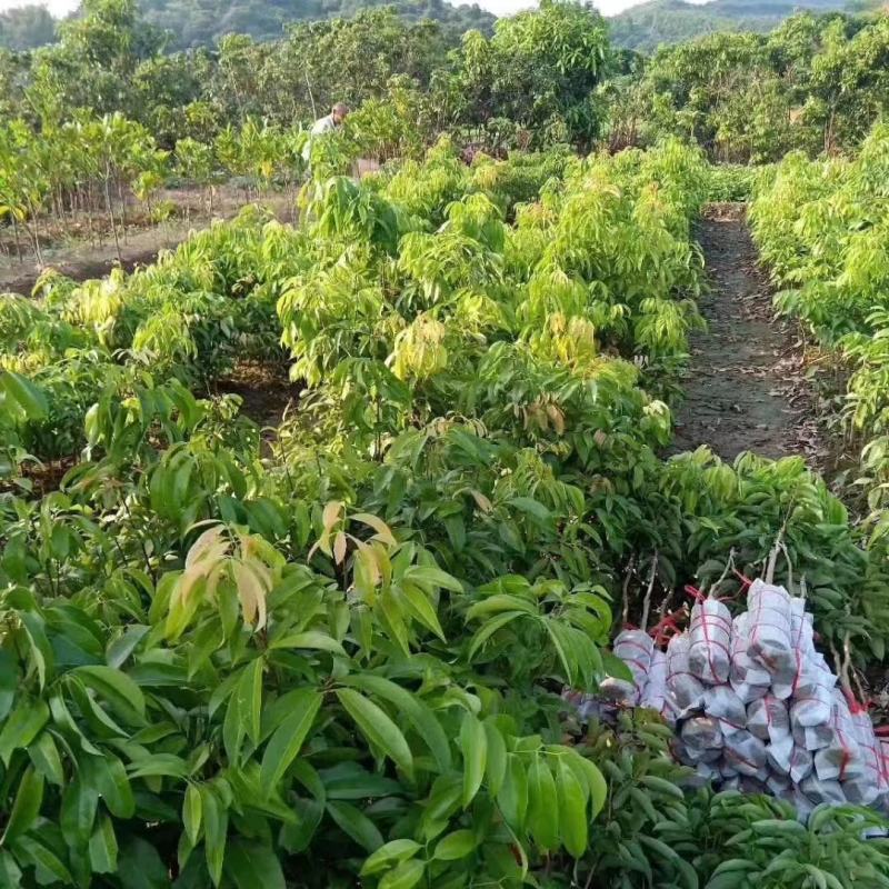 荔枝树苗桂味妃子笑无核荔枝嫁接苗盆栽地载南方种植当年结果