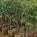 荔枝树苗桂味妃子笑无核荔枝嫁接苗盆栽地载南方种植当年结果