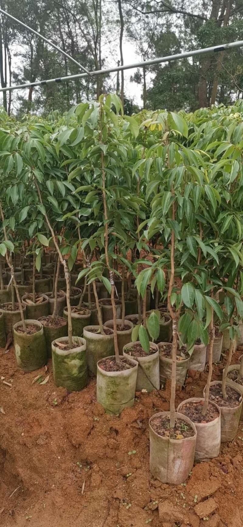 荔枝树苗桂味妃子笑无核荔枝嫁接苗盆栽地载南方种植当年结果