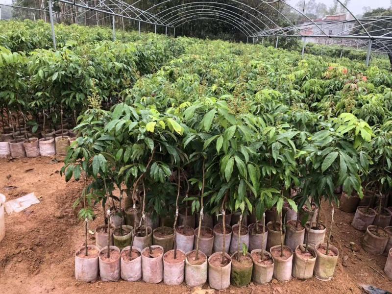 荔枝树苗桂味妃子笑无核荔枝嫁接苗盆栽地载南方种植当年结果