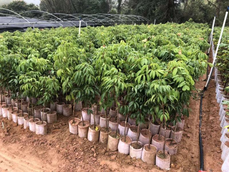 荔枝树苗桂味妃子笑无核荔枝嫁接苗盆栽地载南方种植当年结果