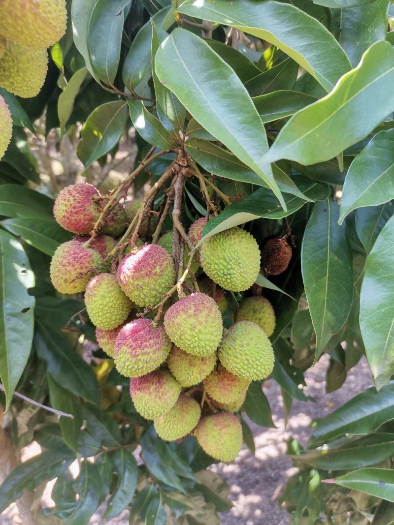 荔枝树苗桂味妃子笑无核荔枝嫁接苗盆栽地载南方种植当年结果
