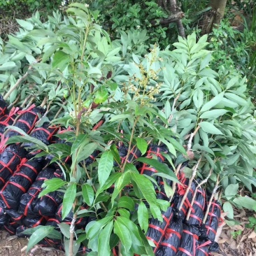 荔枝树苗桂味妃子笑无核荔枝嫁接苗盆栽地载南方种植当年结果
