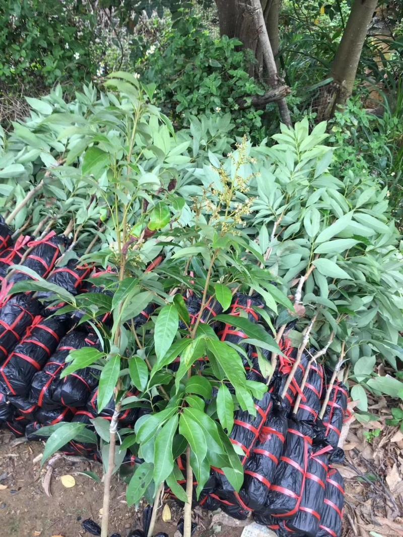 荔枝树苗桂味妃子笑无核荔枝嫁接苗盆栽地载南方种植当年结果