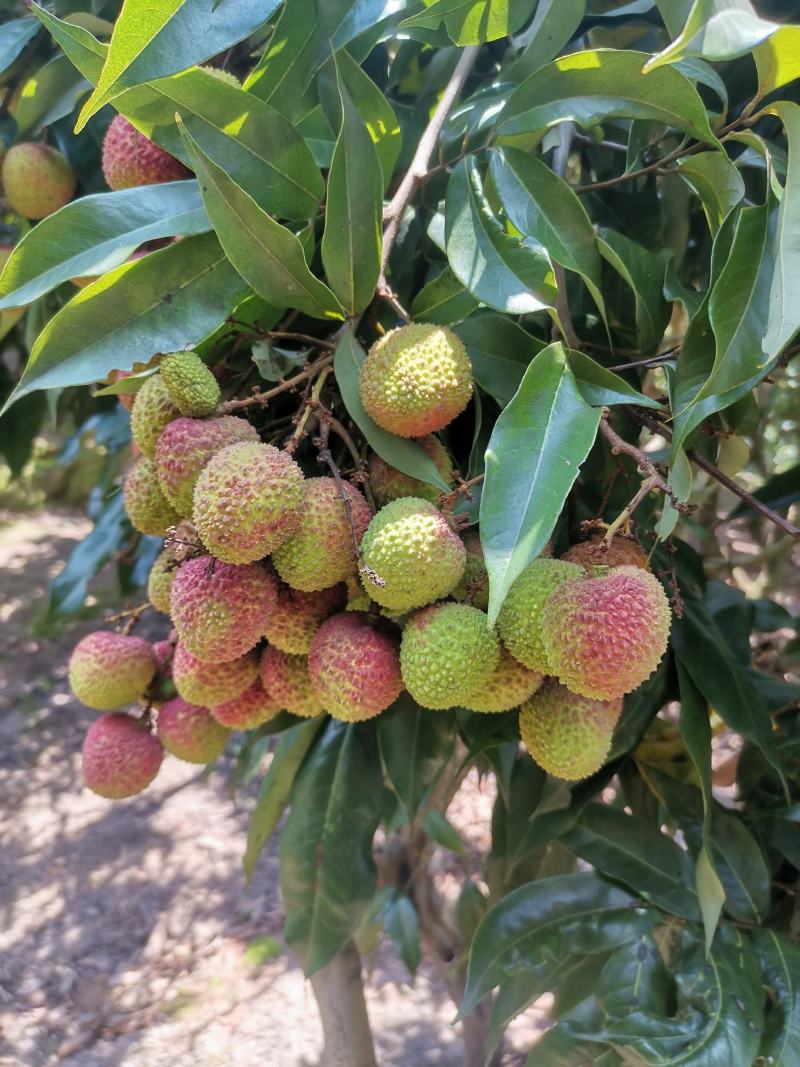 荔枝树苗桂味妃子笑无核荔枝嫁接苗盆栽地载南方种植当年结果