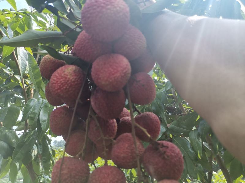 荔枝树苗桂味妃子笑无核荔枝嫁接苗盆栽地载南方种植当年结果