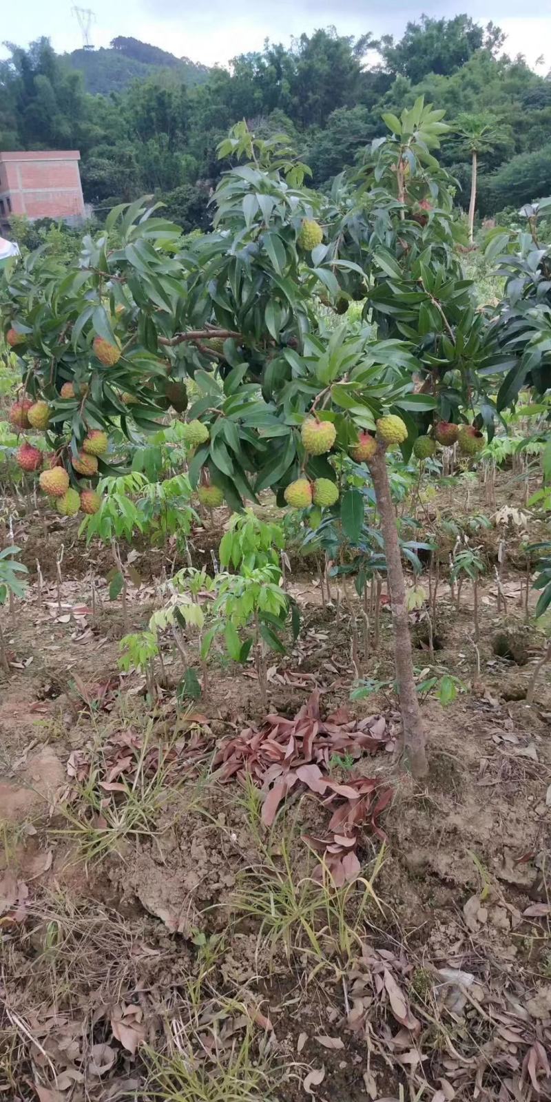 荔枝树苗桂味妃子笑无核荔枝嫁接苗盆栽地载南方种植当年结果