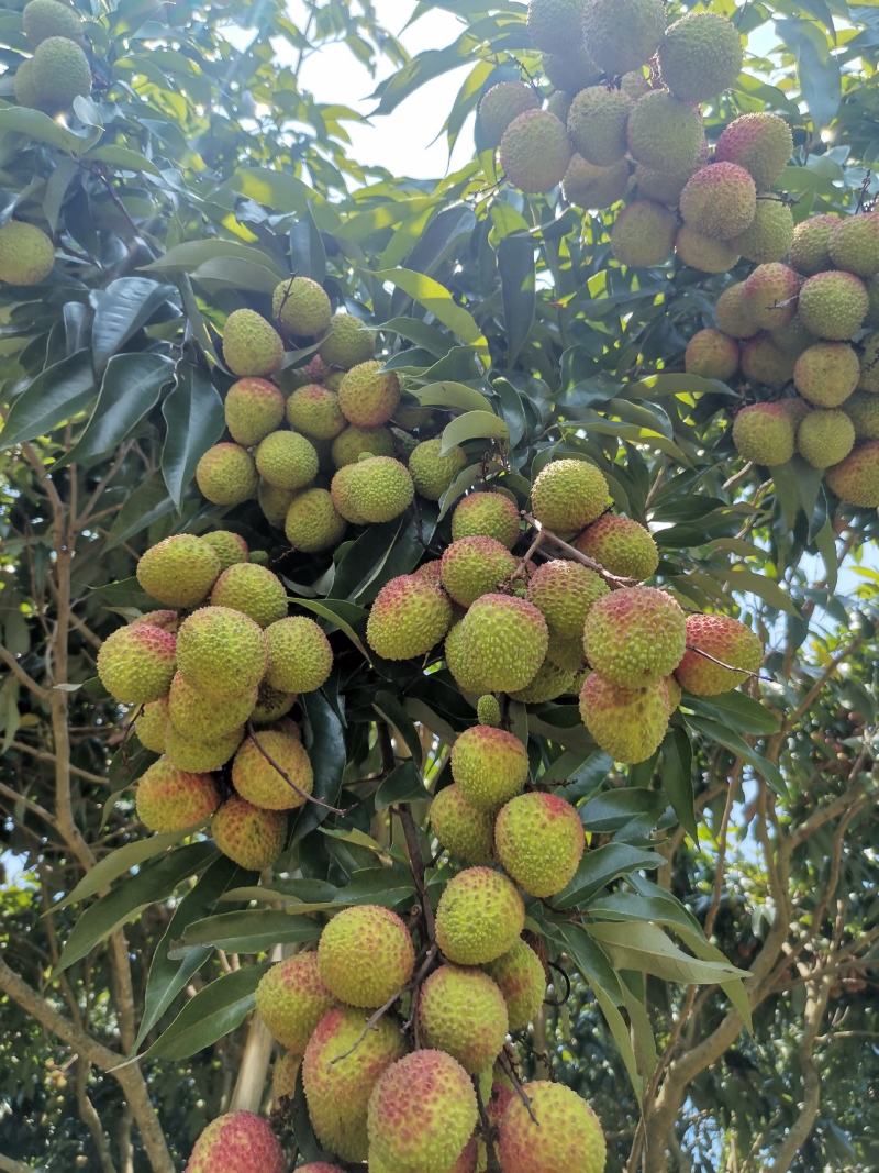 荔枝树苗桂味妃子笑无核荔枝嫁接苗盆栽地载南方种植当年结果