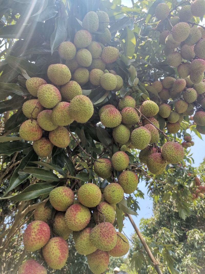 荔枝树苗桂味妃子笑无核荔枝嫁接苗盆栽地载南方种植当年结果