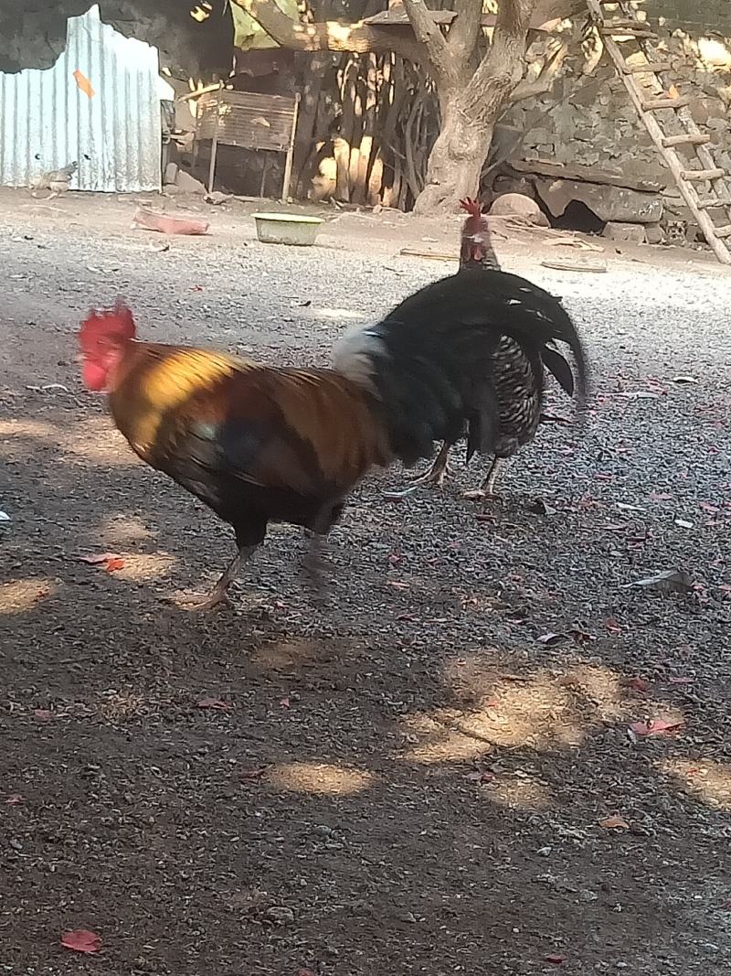 白耳茶花鹊山鸡杂原种蛋鸡苗预售