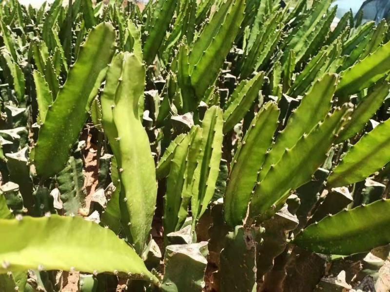 红心红肉火龙果苗四季树苗果树带根南北方种植阳台栽盆栽当年