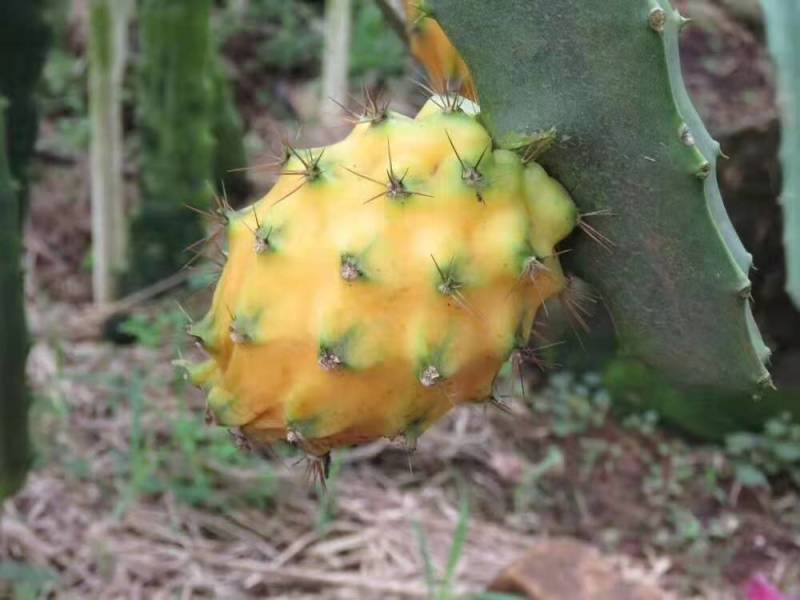 红心红肉火龙果苗四季树苗果树带根南北方种植阳台栽盆栽当年