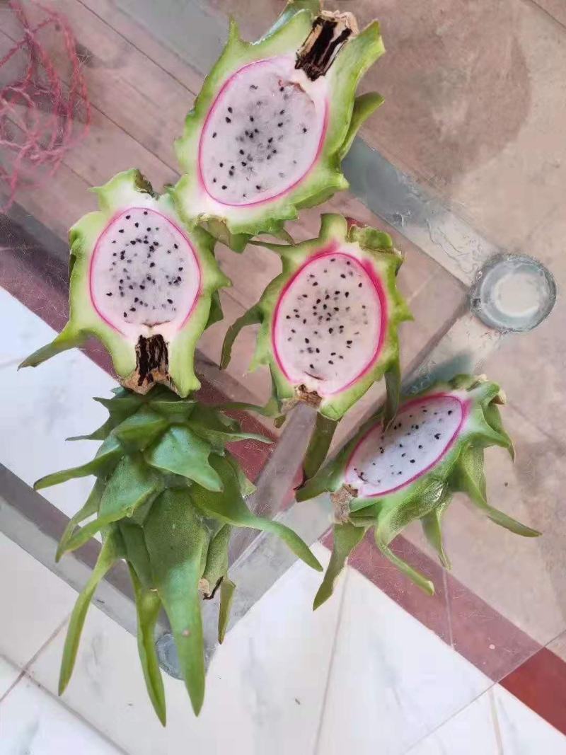 红心红肉火龙果苗四季树苗果树带根南北方种植阳台栽盆栽当年