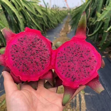 红心红肉火龙果苗四季树苗果树带根南北方种植阳台栽盆栽当年