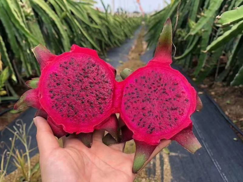 红心红肉火龙果苗四季树苗果树带根南北方种植阳台栽盆栽当年