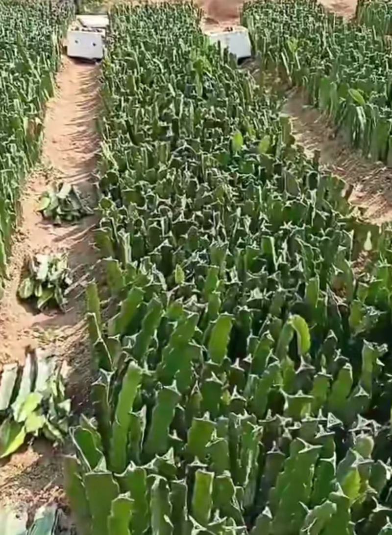 红心红肉火龙果苗四季树苗果树带根南北方种植阳台栽盆栽当年